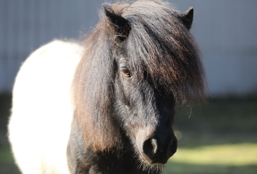 Ponyreiten Sulkyfahrten Dahner Felsenland Pfälzerwald