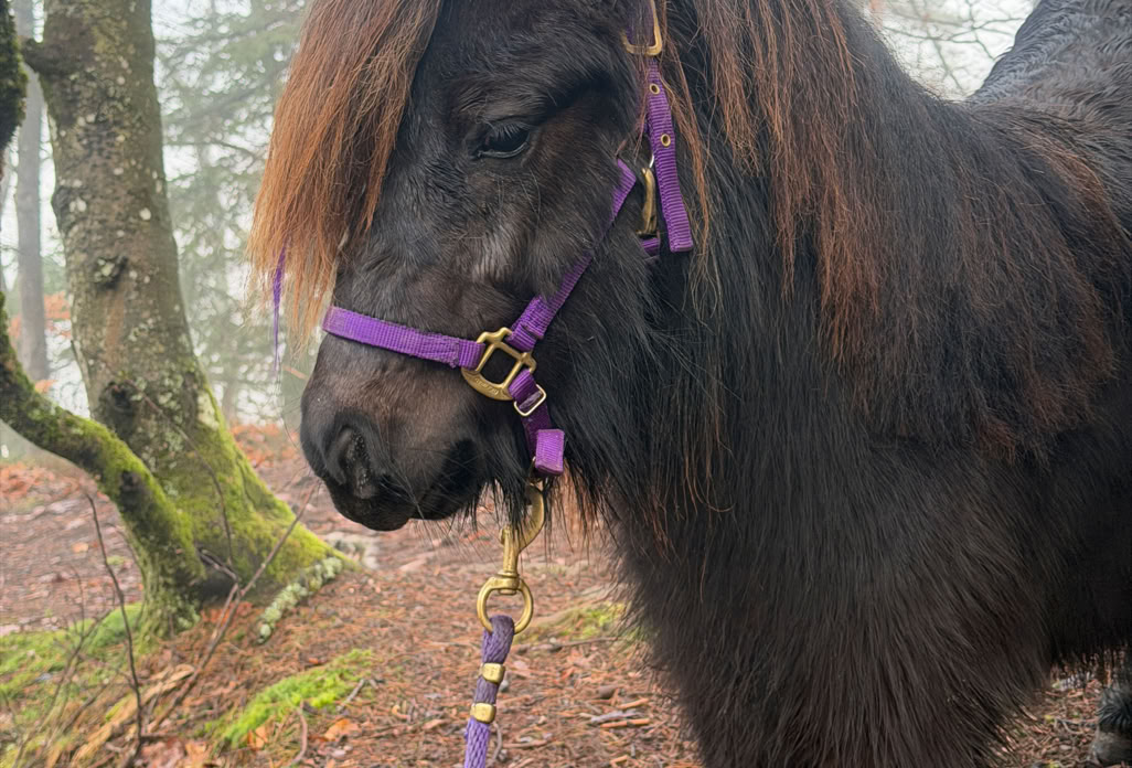 Ponyreiten Sulkyfahrten Dahner Felsenland Pfälzerwald