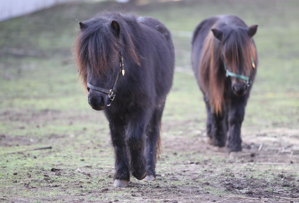 Ponyreiten Sulkyfahrten Dahner Felsenland Pfälzerwald