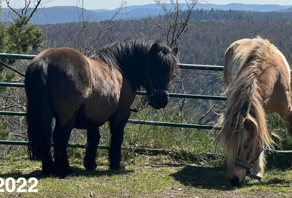 Ponyreiten Sulkyfahrten Dahner Felsenland Pfälzerwald