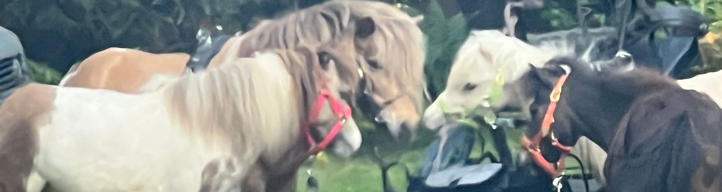 Ponyreiten Sulkyfahrten Dahner Felsenland Pfälzerwald