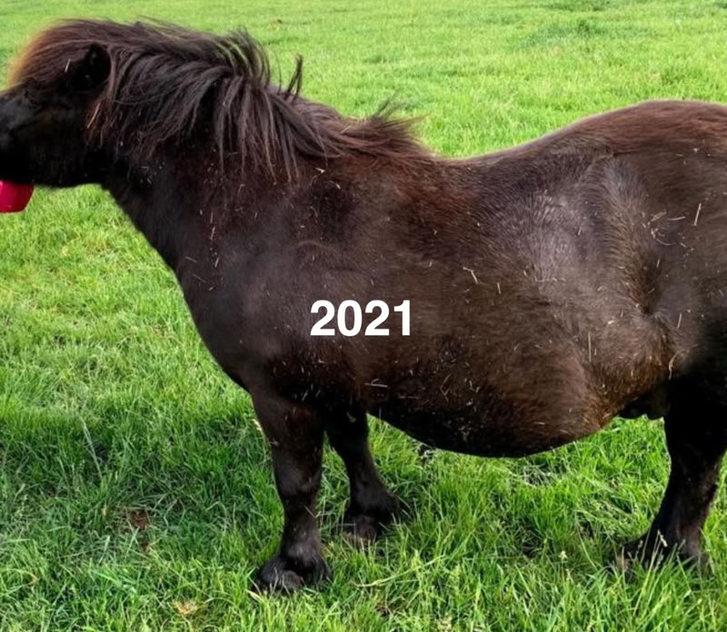 Ponyreiten Sulkyfahrten Dahner Felsenland Pfälzerwald