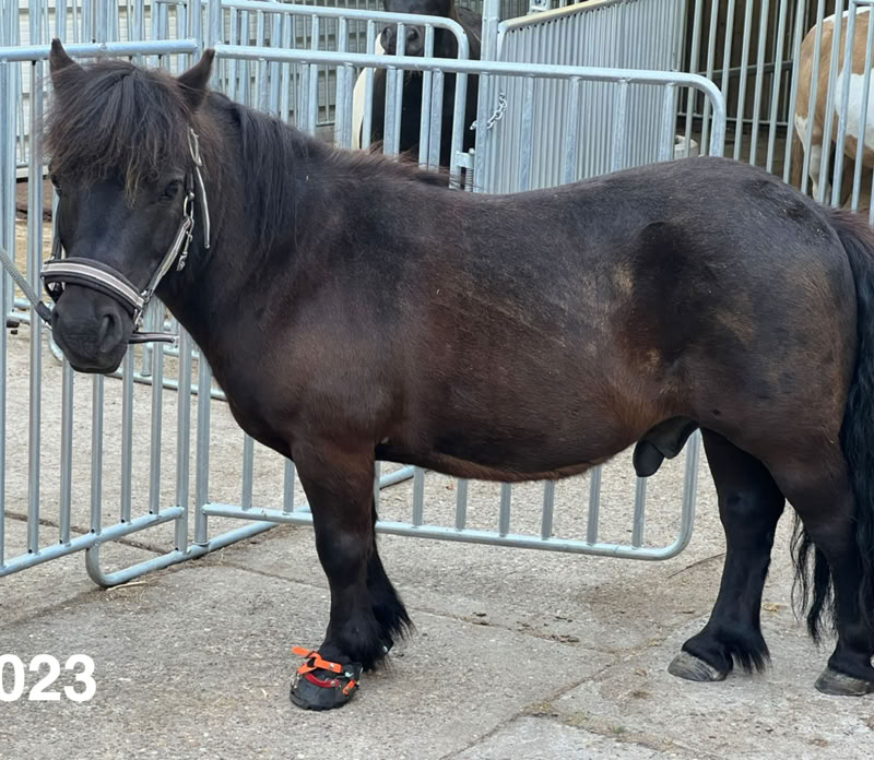 Ponyreiten Sulkyfahrten Dahner Felsenland Pfälzerwald