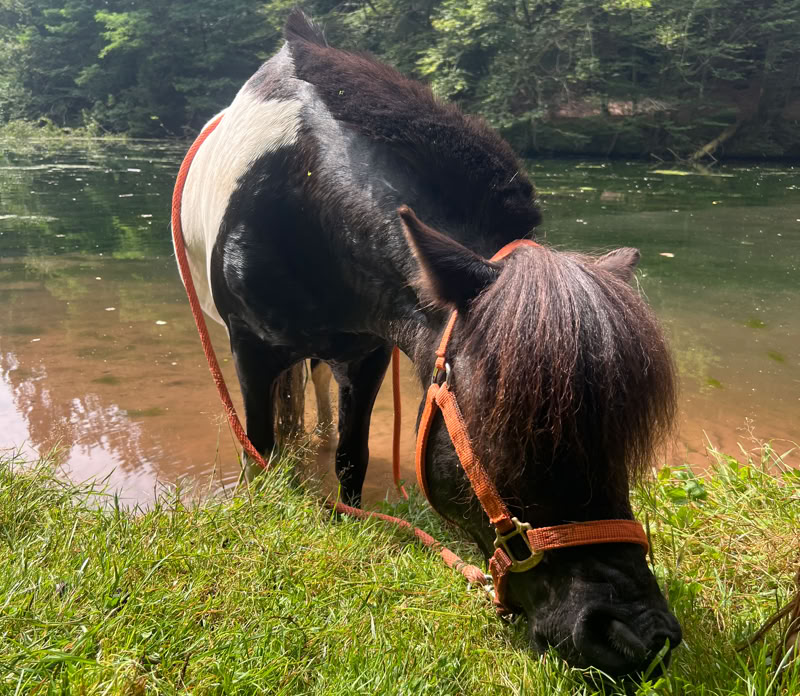 Ponyreiten Sulkyfahrten Dahner Felsenland Pfälzerwald