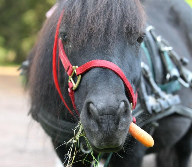 Ponyreiten Sulkyfahrten Dahner Felsenland Pfälzerwald