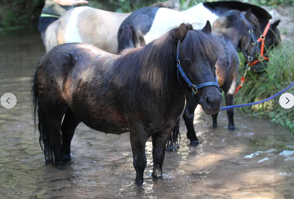 Ponyreiten Sulkyfahrten Dahner Felsenland Pfälzerwald