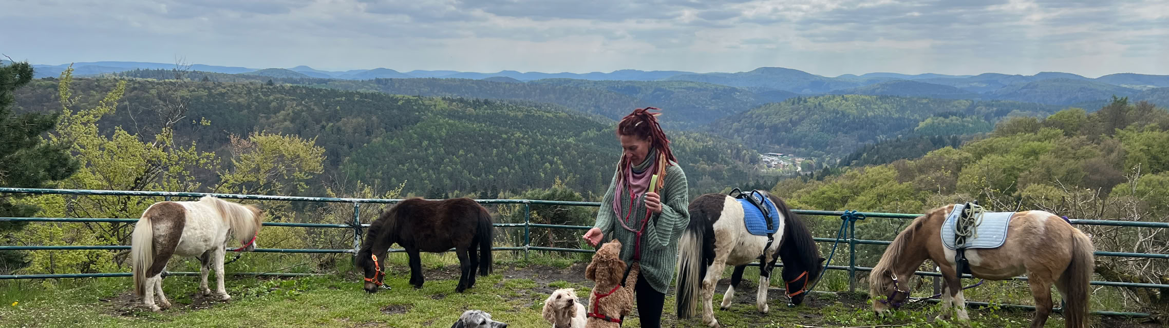 Ponyreiten Sulkyfahrten Dahner Felsenland Pfälzerwald
