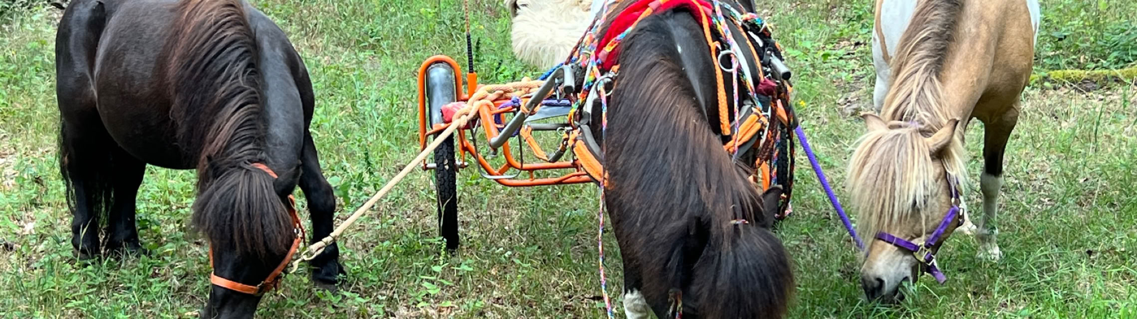 Ponyreiten Sulkyfahrten Dahner Felsenland Pfälzerwald