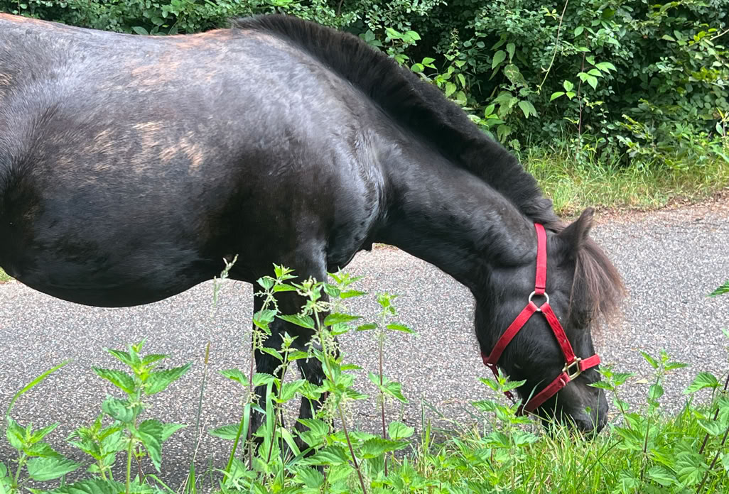 Ponyreiten Sulkyfahrten Dahner Felsenland Pfälzerwald